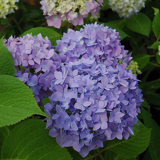 Hydrangea Endless Summer Original