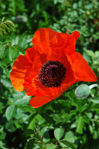 Papaver Iceland Poppy Allegro - 6" Perennial