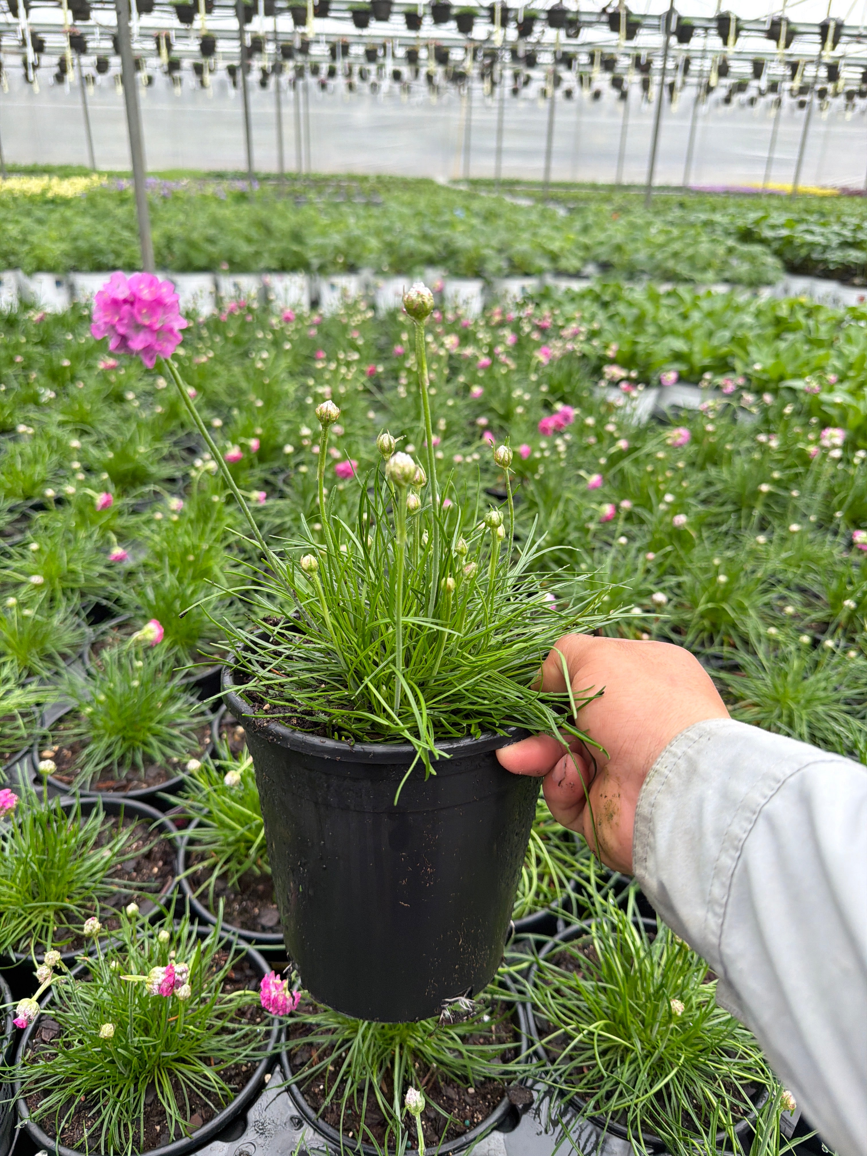 Armeria Thrift Splendens - 6" Perennial