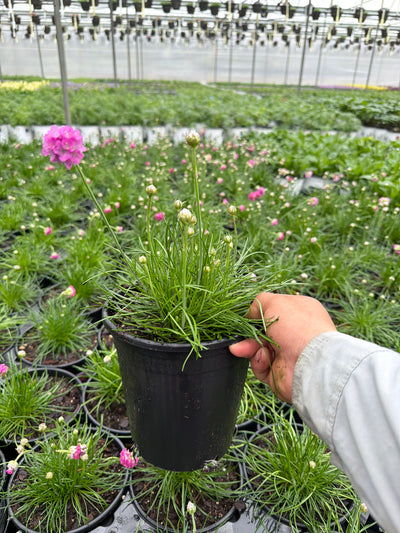 Armeria Thrift Splendens - 6" Perennial