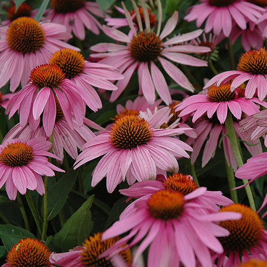 EchinaceaConeflower Magnus