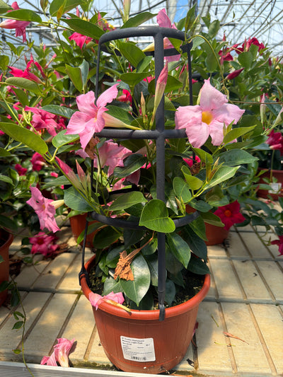 Dipladenia Madinia Maximo Light Pink - 9" Trellis Planter