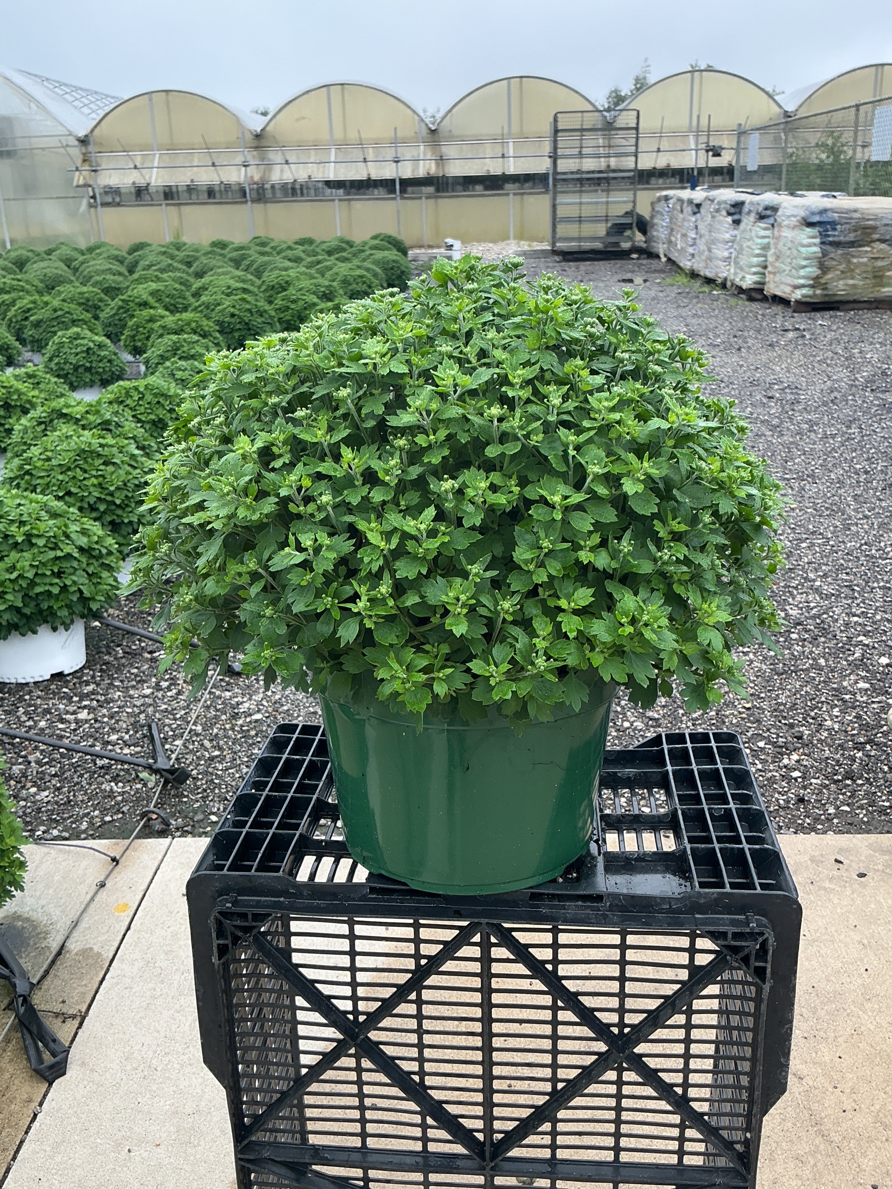 Jacqueline Tricolor (Mix 4) - 9"x6" Potted Garden Mum