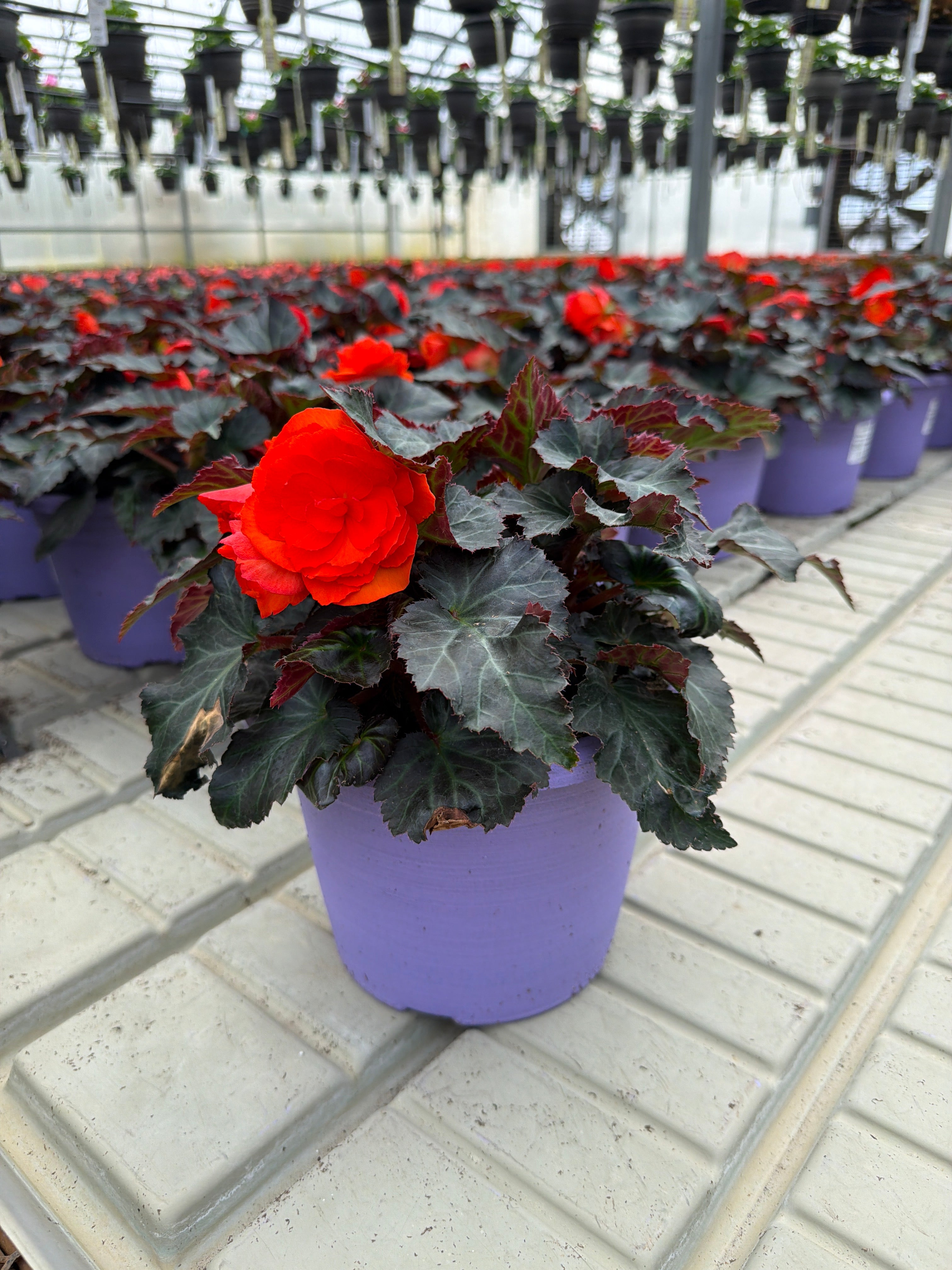 Begonia I'Conia Portofino Dark Orange - 8" Planter