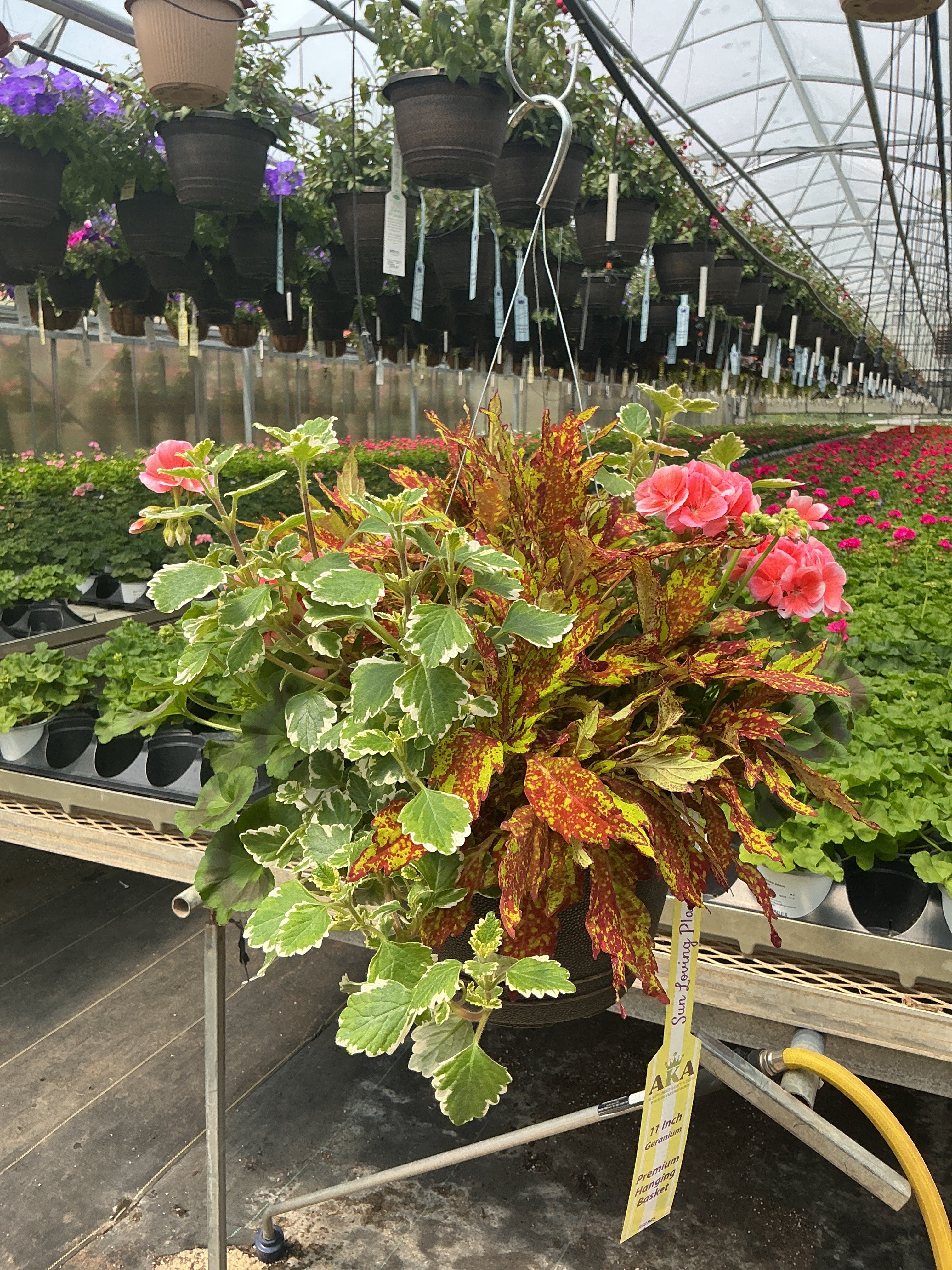 402 Geranium Dallas Mix - 11" Hanging Basket