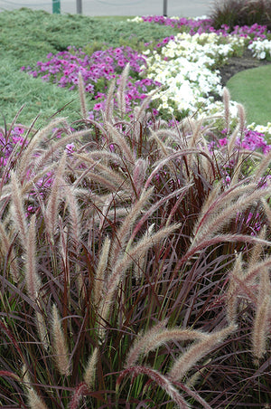 Pennisetum setaceum Rubrum - 5" Premium Thriller Annual