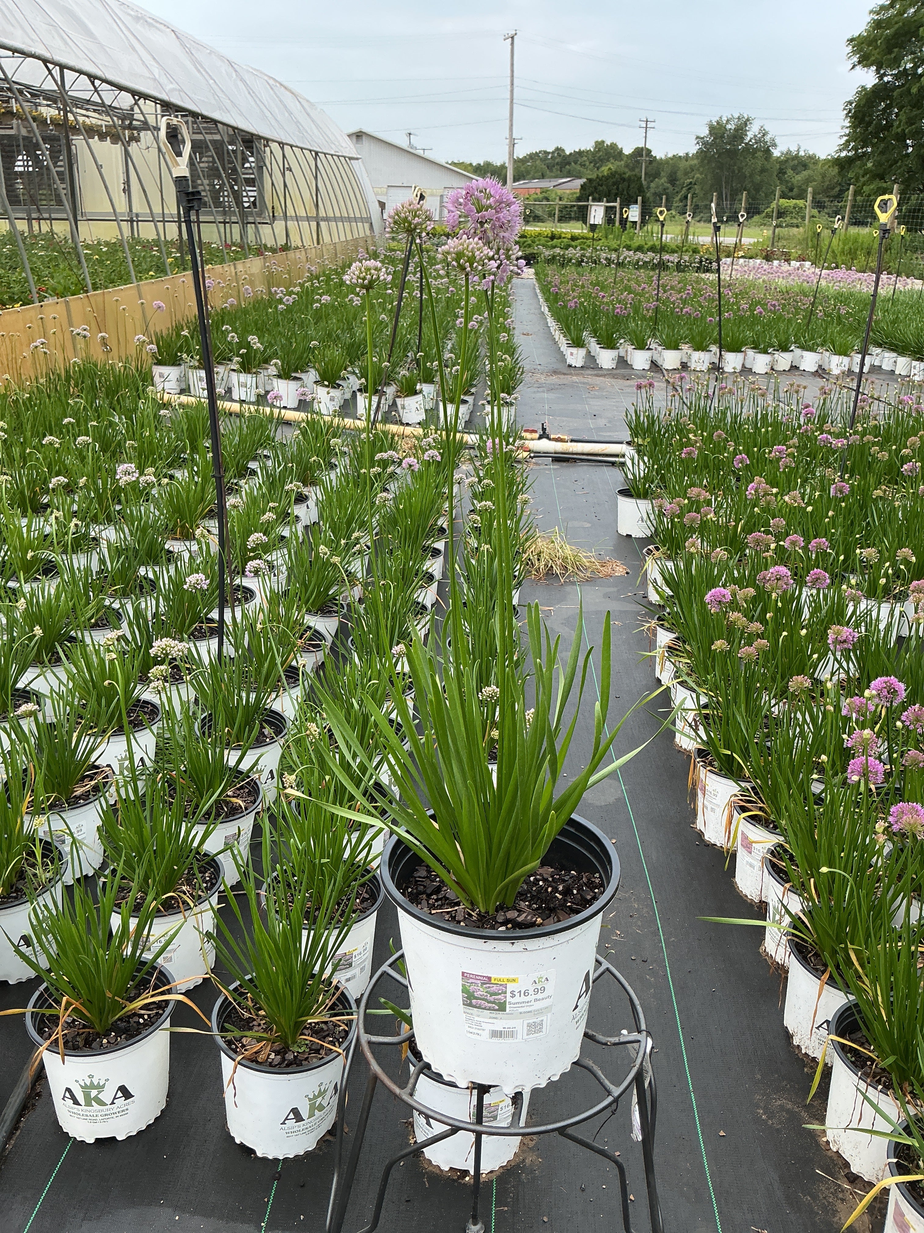 Allium Ornamental Onion Summer Beauty