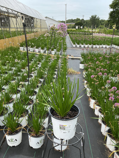 Allium Ornamental Onion Summer Beauty