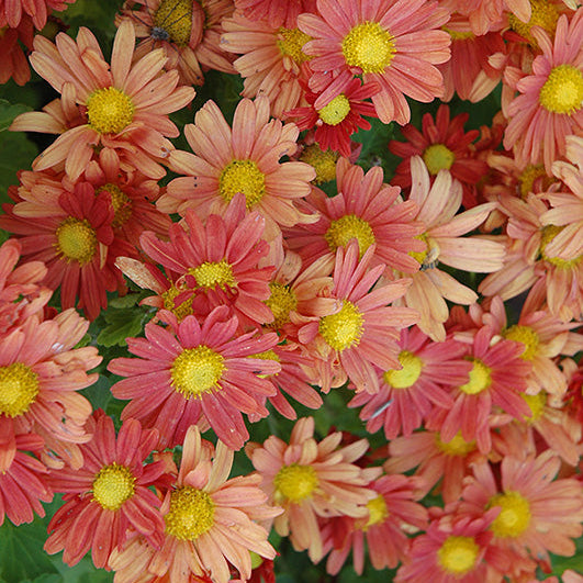 Chrysanthemum Mum Mammoth Coral Daisy