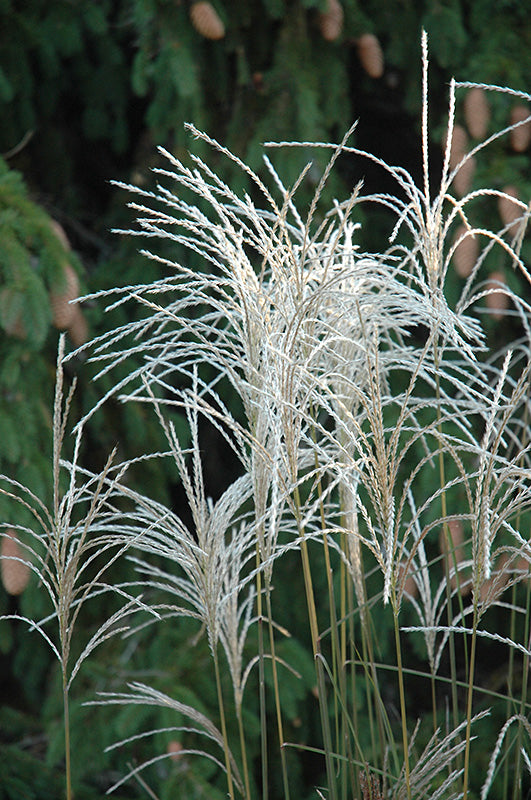 Miscanthus Maiden Grass Graziella