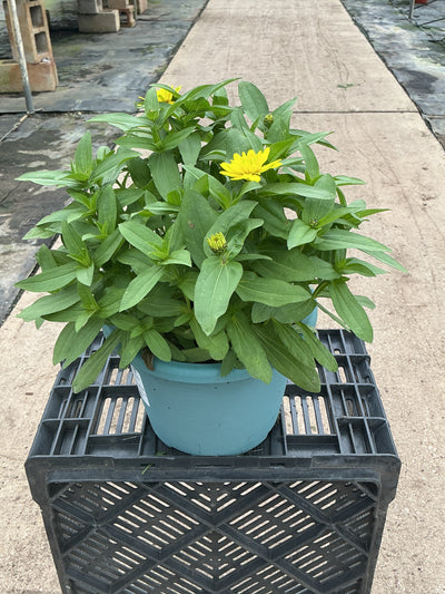 Zinnia Zahara Double Yellow - 8" Planter