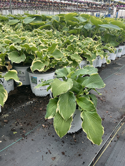 Hosta Plantain Lily Shadowland Wheee