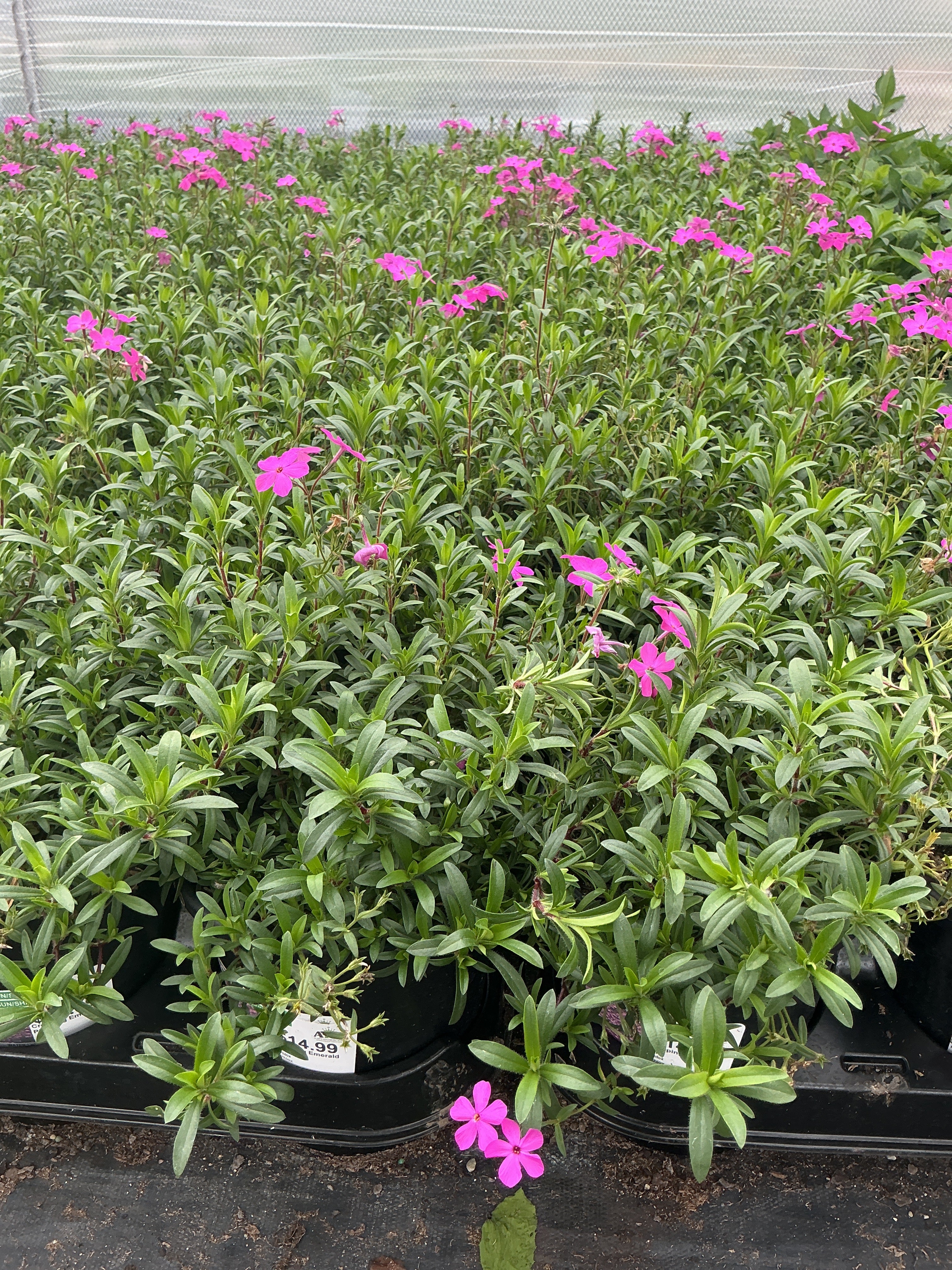 Phlox Creeping Phlox Creeping Emerald Pink - 6" Perennial