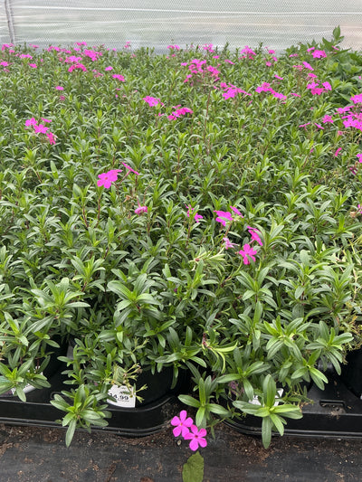 Phlox Creeping Phlox Creeping Emerald Pink - 6" Perennial