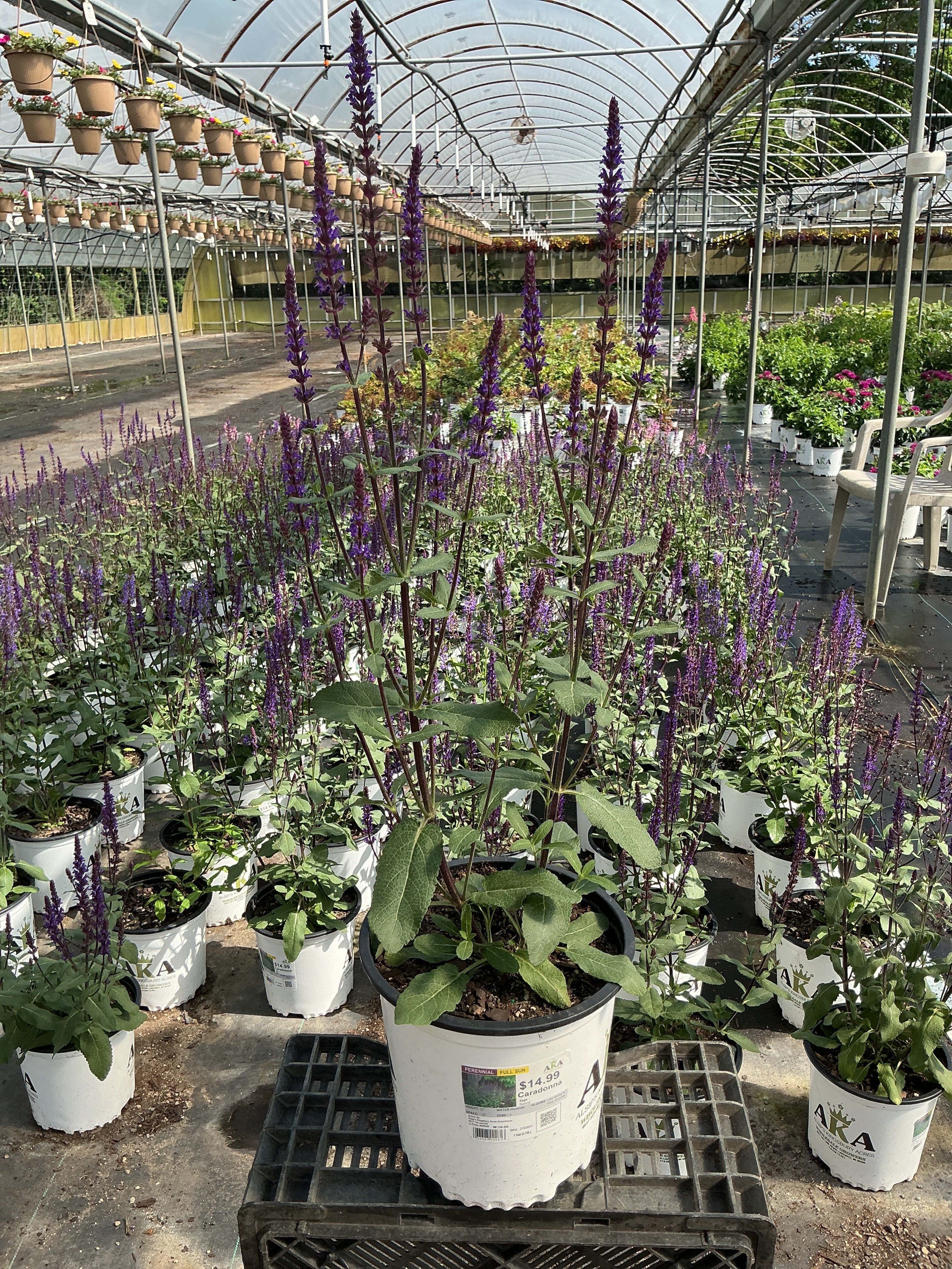 Salvia Sage Caradonna