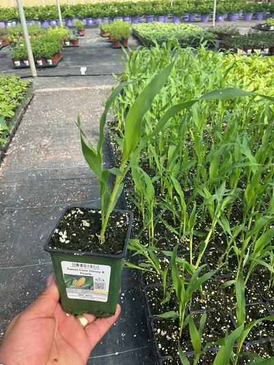 Sweet Corn Honey & Pearls - 4" Potted Vegetable