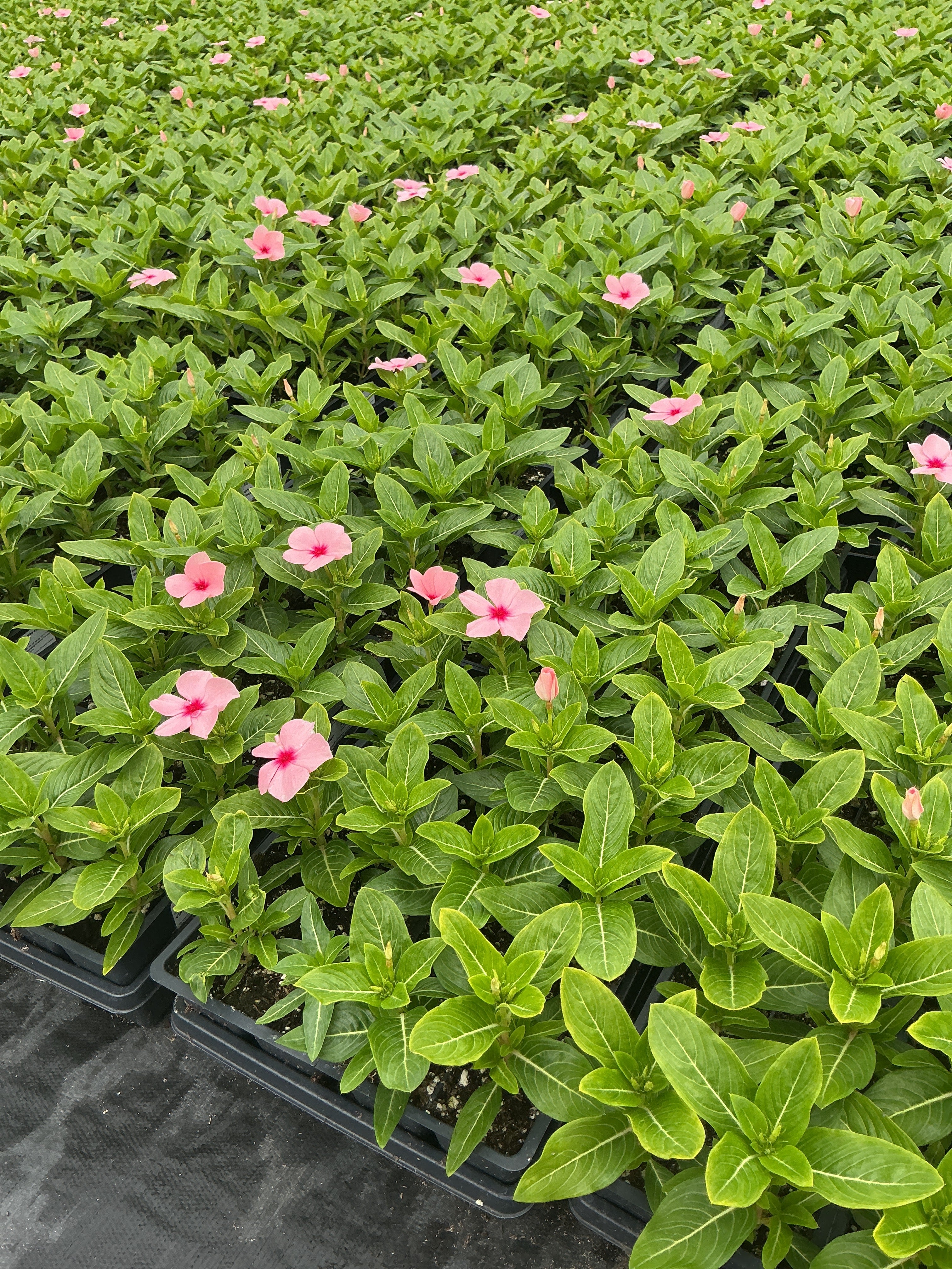 Vinca Titan Apricot - 4 Pack Annual