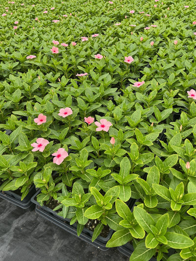 Vinca Titan Apricot - 4 Pack Annual