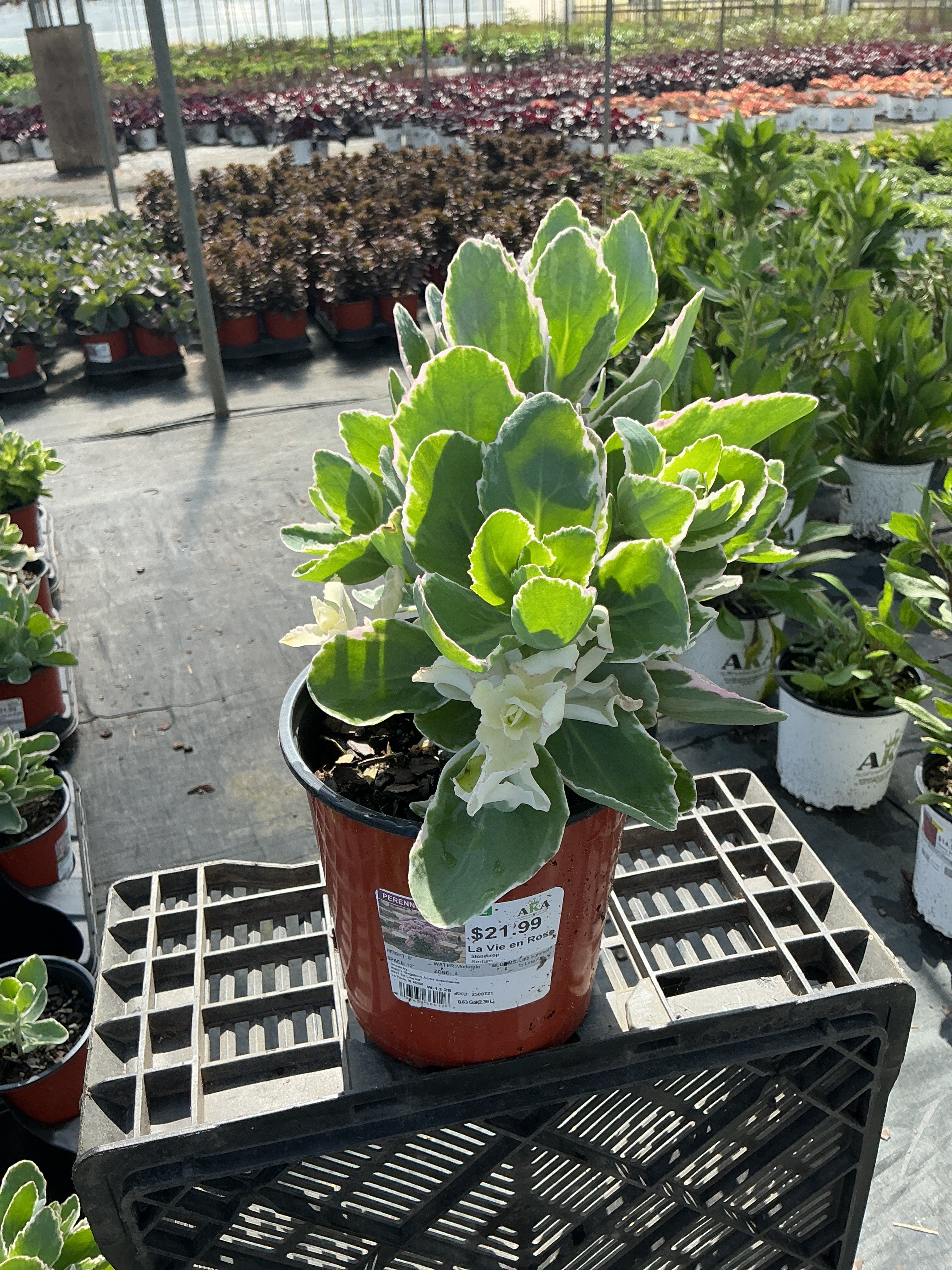 Sedum Stonecrop La Vie en Rose - 6" Perennial