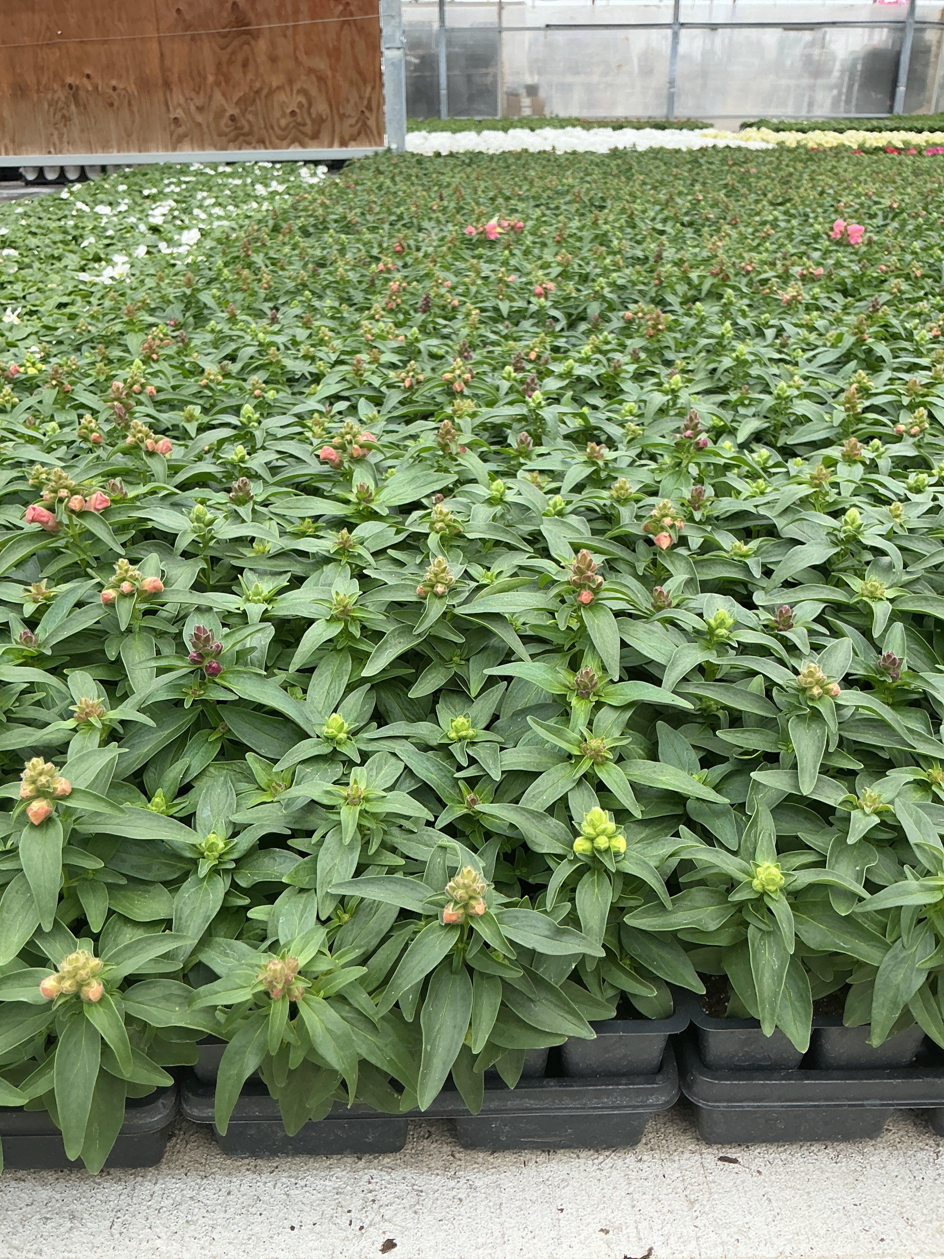 Snapdragon Snapshot Mix - 4 Pack Annual