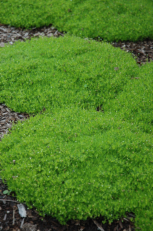 Sagina Moss Irish (Subulata) - 6" Perennial