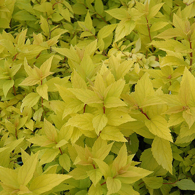 Spirea Goldmound Pink