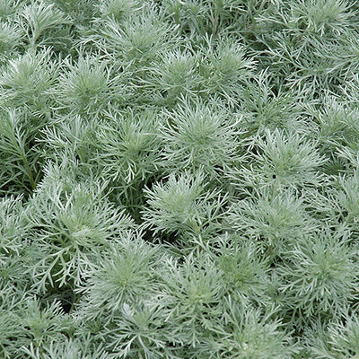 Artemisia Wormwood Silver Mound - 6" Perennial