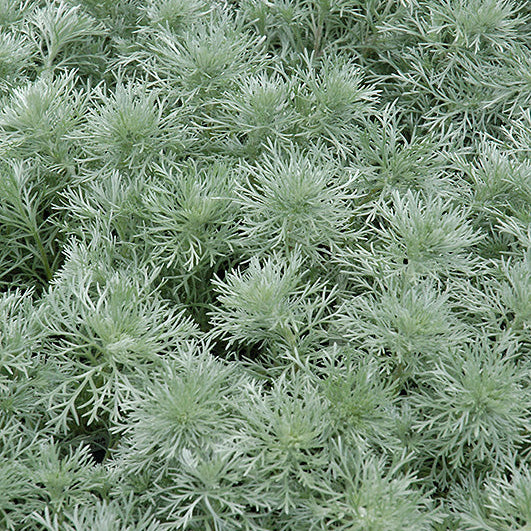 Artemisia Wormwood Silver Mound - 6" Perennial