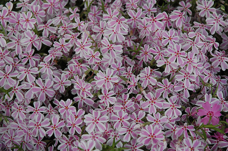 Phlox Creeping Phlox Creeping Candy Stripe - 6" Perennial