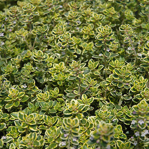 Lemon Thyme - 4.33" Potted Herb