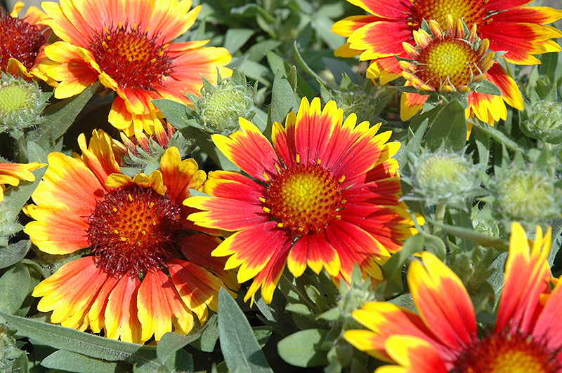 Gaillardia Blanket Flower Arizona Sun