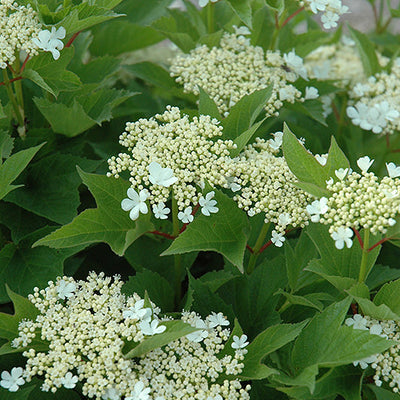 Viburnum Alfredo Compact Cranberrybush