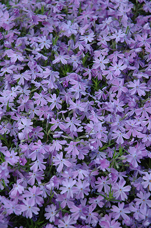 Phlox Creeping Phlox Creeping Emerald Blue - 6" Perennial