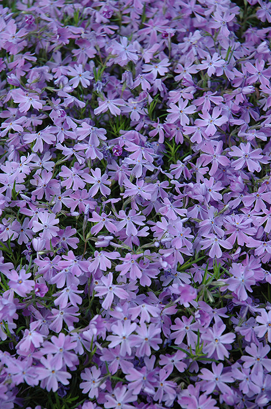 Phlox Creeping Phlox Creeping Emerald Blue - 6" Perennial