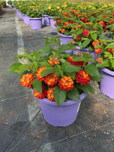 Lantana Shamrock Orange Flame - 8" Planter