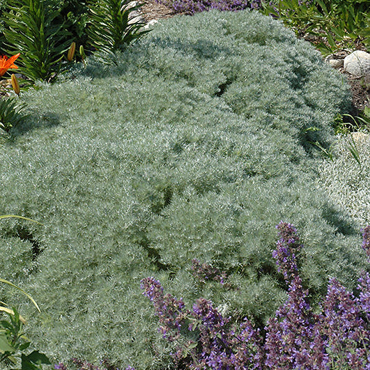 Artemisia Wormwood Silver Mound - 6" Perennial
