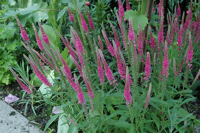 Veronica Speedwell Red Fox