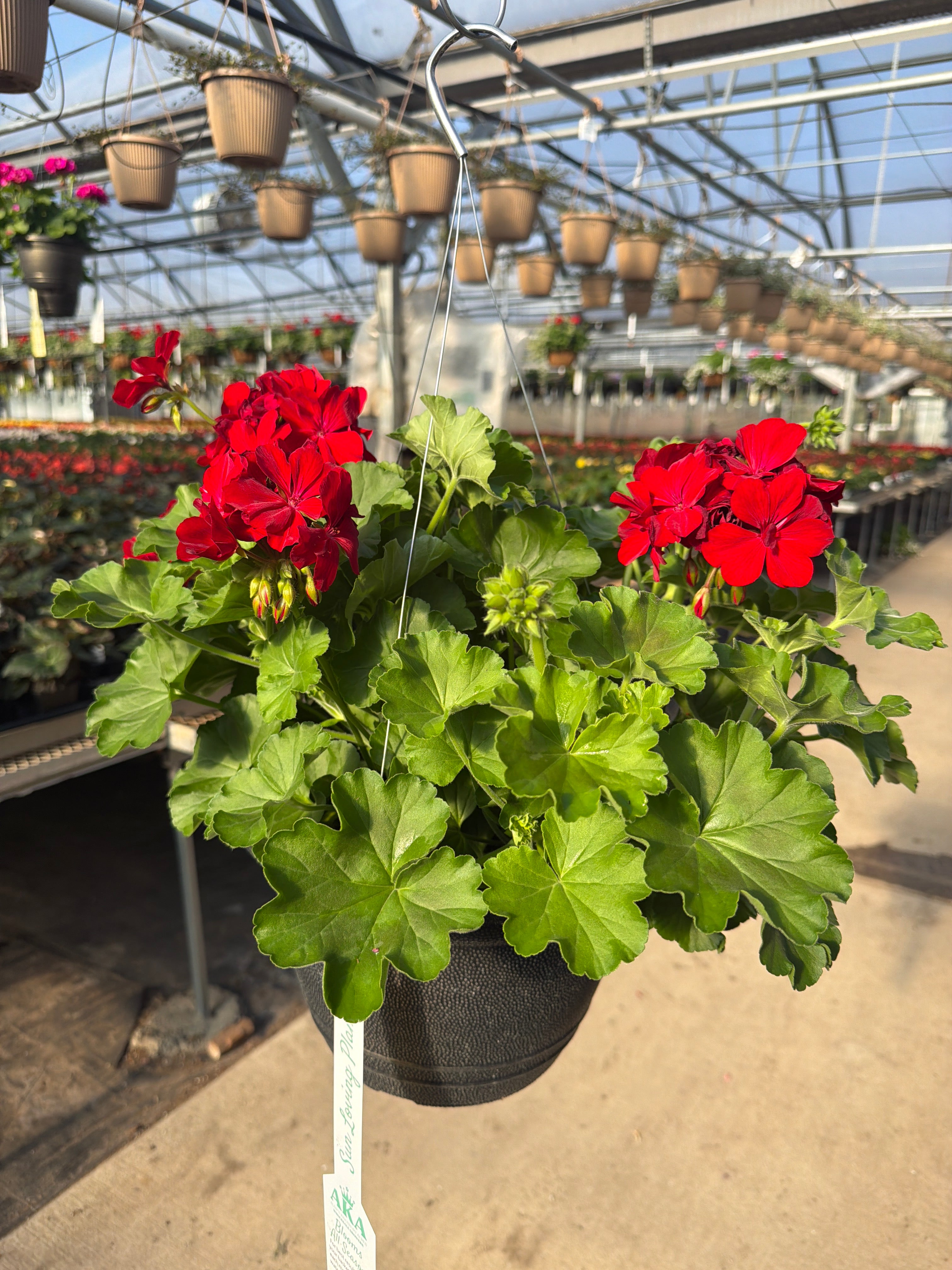 Geranium Dynamo Red Dark - 11" Hanging Basket