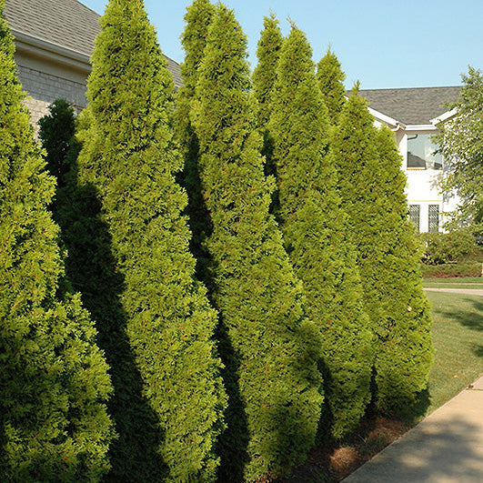 Arborvitae Emerald Green