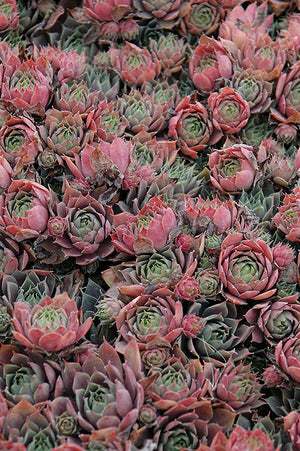Sempervivum Hens and Chicks Purple Beauty - 6" Perennial