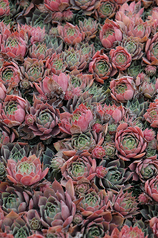 Sempervivum Hens and Chicks Purple Beauty - 6" Perennial