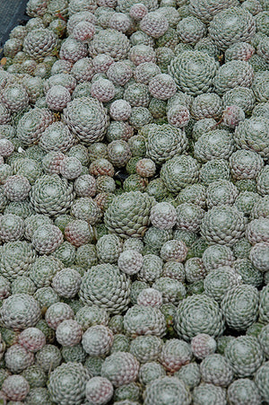 Sempervivum Hens and Chicks Cobweb - 6" Perennial