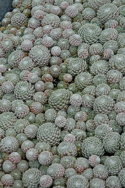 Sempervivum Hens and Chicks Cobweb - 6" Perennial