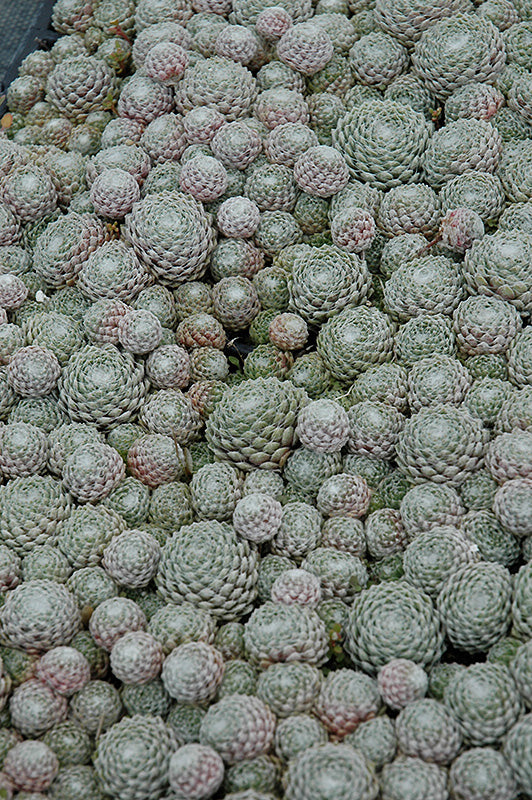 Sempervivum Hens and Chicks Cobweb - 6" Perennial