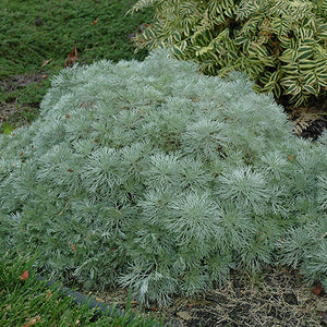 Artemisia Wormwood Silver Mound - 6" Perennial