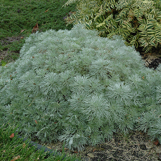 Artemisia Wormwood Silver Mound - 6" Perennial