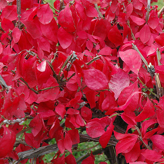 Euonymus Burning Bush Compact