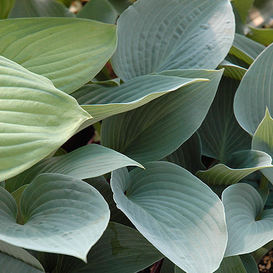 Hosta Plantain Lily Halcyon