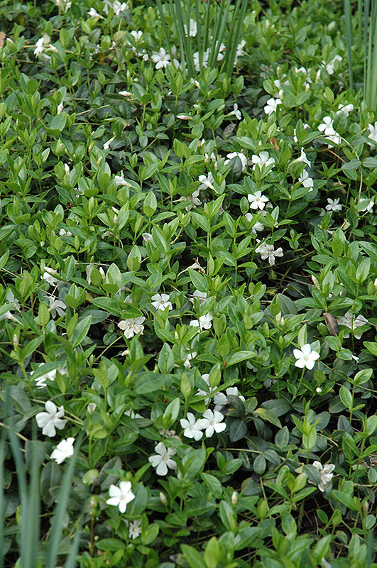 Vinca Common Periwinkle Alba - 6" Perennial