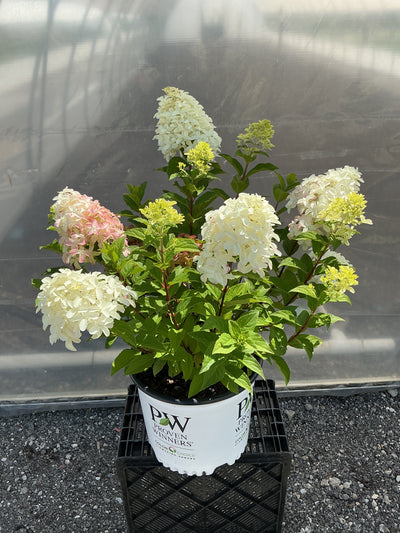 Hydrangea Quick Fire Fab